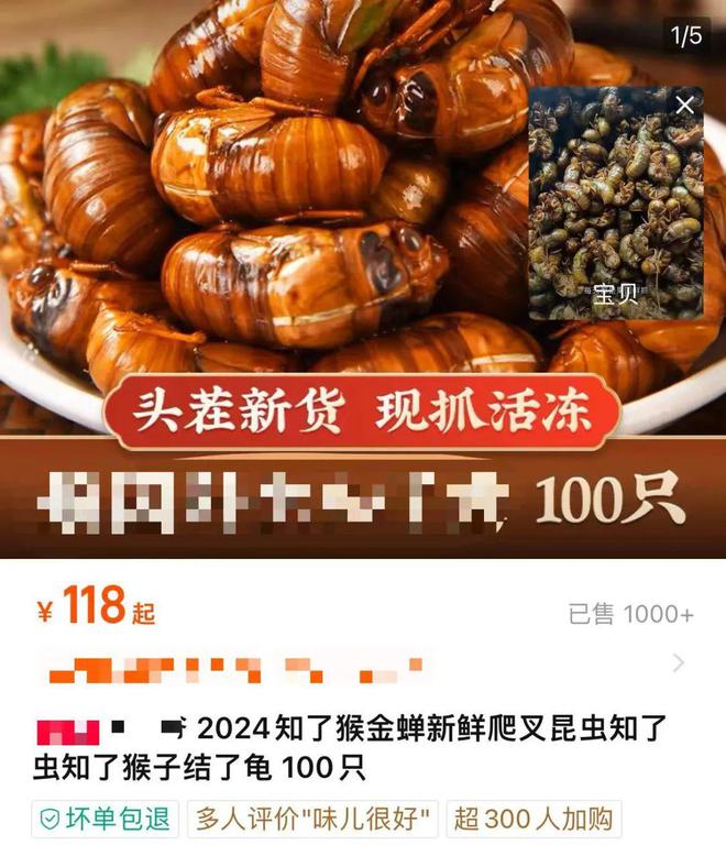 🌿中药材蝉蜕最新价格信息🦋